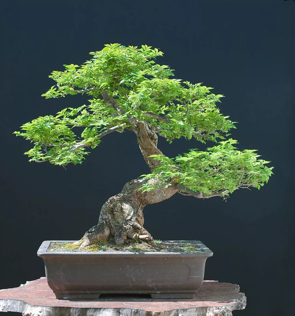 Chinese Elm Bonsai Tree Seeds - 30 Seeds - Ulmus parvifolia - Hardy Bonsai for Indoor & Outdoor Cultivation