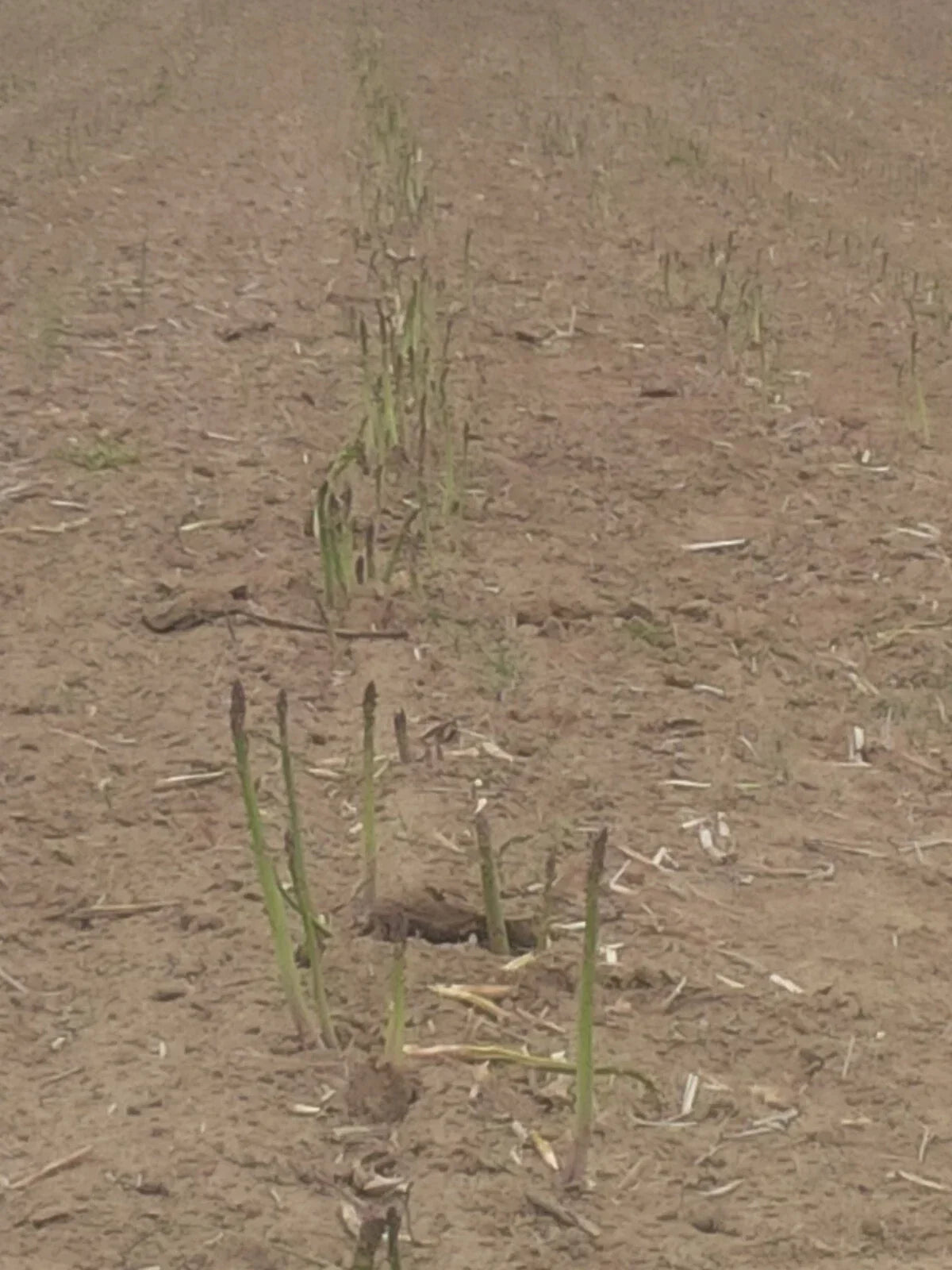Jersey Giant Asparagus Bare Root Plants - 1-Year Crowns, Asparagus officinalis - High-Yield Perennial Vegetable for Gardens