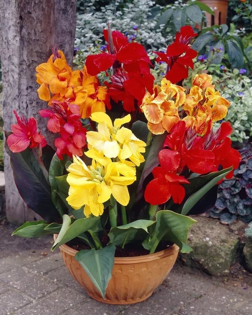 Mixed Canna Lily Bulbs - 10 Pack - Colorful Varieties - Canna indica - Tropical Garden Flowers
