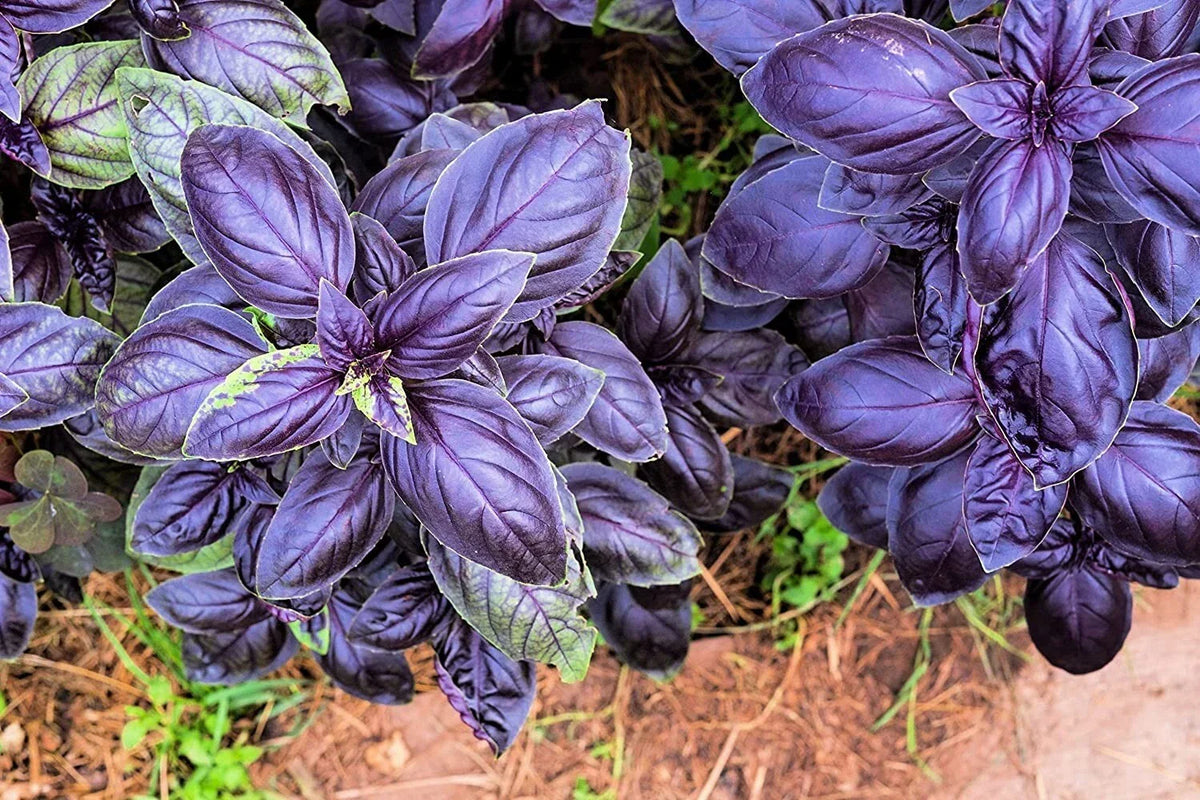 Purple Basil Herb Seeds - 200 Count - Ocimum basilicum 'Dark Opal' - Aromatic Culinary Herb for Home Gardening