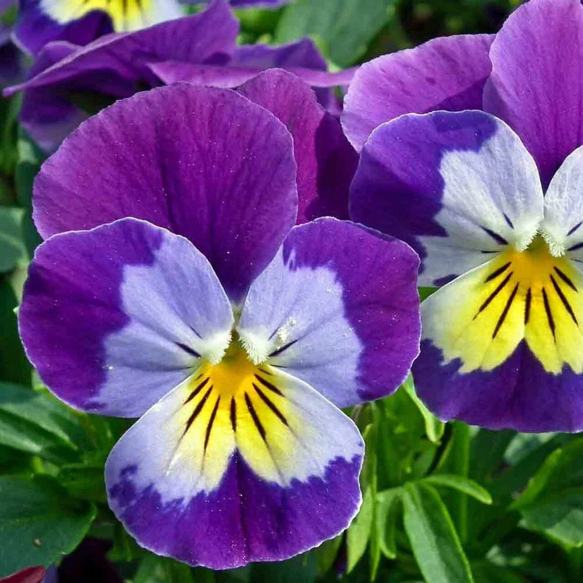 Johnny Jump Up Wildflower Seeds - Viola tricolor - Colorful Purple Yellow White Flowers - Seed Packet