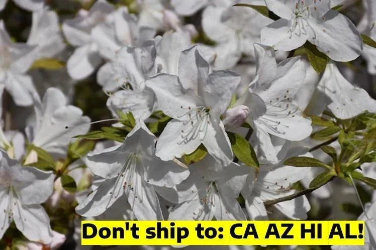 Gerbing Azalea Shrub 1 Gal Pot Pink Flowering Outdoor Plant Rhododendron x 'Gerbing' - Low Maintenance Garden Bloom