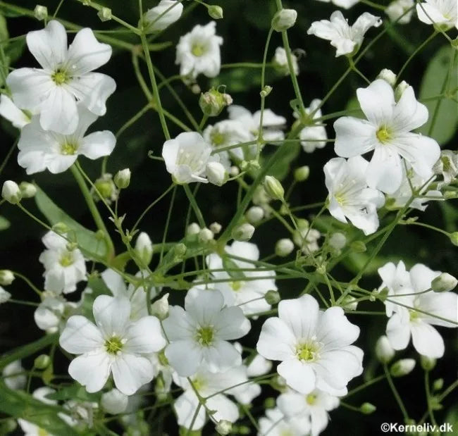 500 Seeds Baby's Breath White Annual Flower, Gypsophila elegans, Bulk Pack for Gardening, Easy to Grow