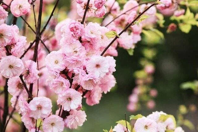 Flowering Plum Bonsai Tree Seeds - 10 Pack - Prunus triloba - Pink Blossoms for Home Gardening and Bonsai Cultivation
