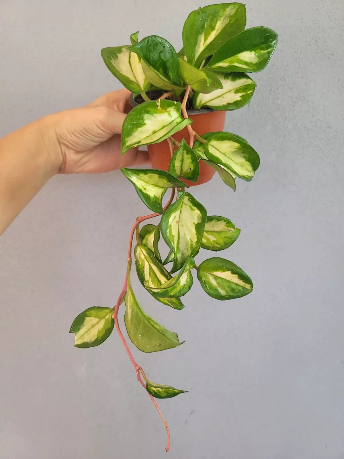 Hoya Plant 4" Pot Krimson Princess Variegated Indoor Houseplant Easy Care (Hoya carnosa 'Krimson Princess')