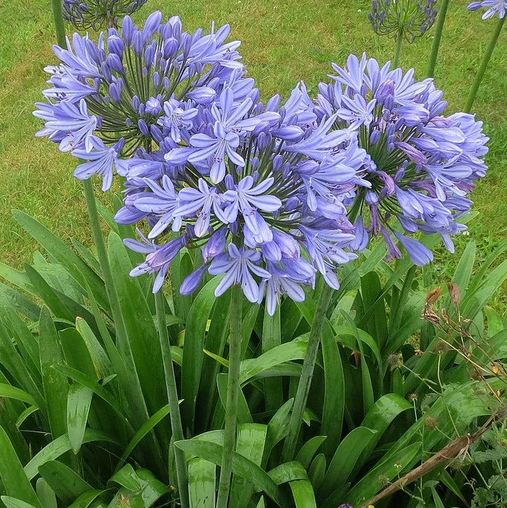 Live Plant 3-Pack Agapanthus ‘Peter Pan’ Dwarf African Lily Blue Flowers Agapanthus africanus