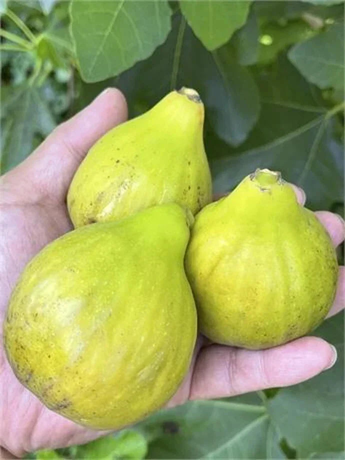 Fico Bianco Siciliano Cutting - 3 Nodes, 8 Inches Long - Ficus carica - Sweet Fig Variety for Home Gardening