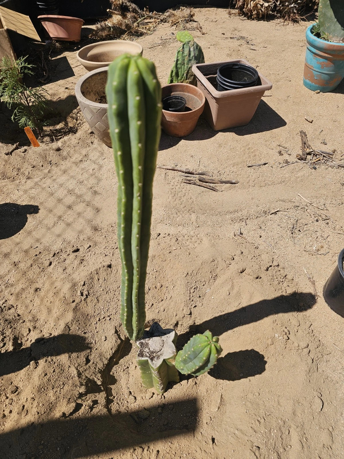 8" Green Columnar Cactus Branch - Euphorbia ingens, Unique Indoor Succulent for Home Decor and Gardening