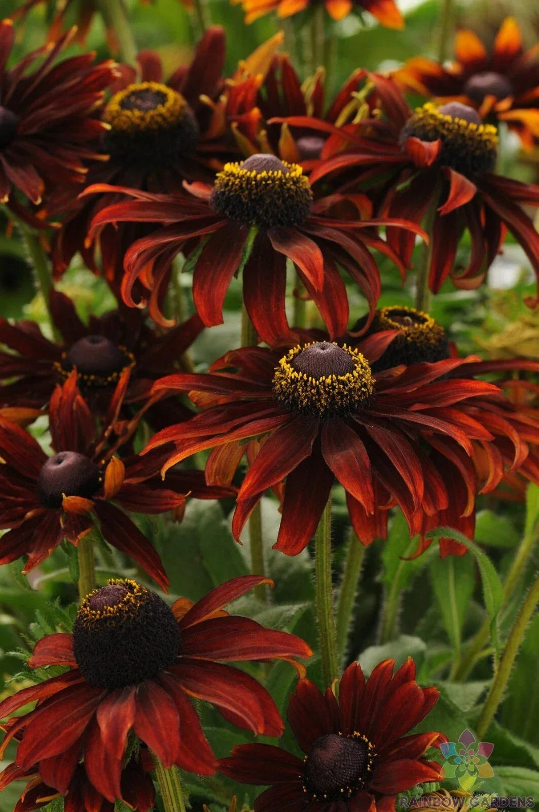Moreno Rudbeckia Seeds - 200+ Pack - Black-eyed Susan - Rudbeckia hirta - Easy to Grow, Attracts Pollinators - USA