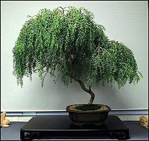 Dwarf Weeping Willow Bonsai Cutting - Thick Trunk, Salix babylonica var. pendula, Indoor/Outdoor Plant