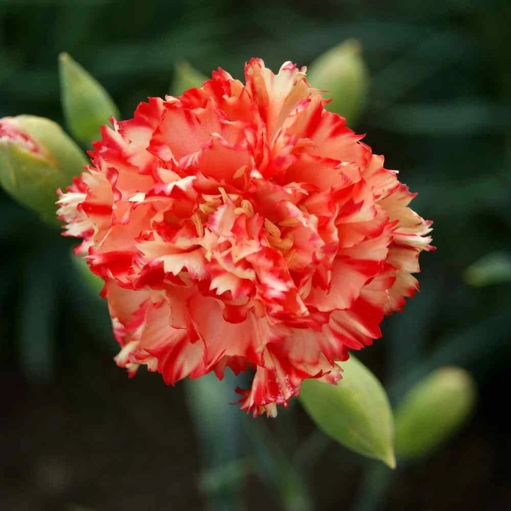 Chabaud Carnation Seeds - 100 Perennial Flower Seeds - Dianthus caryophyllus - USA Variety - Fragrant Colorful Blooms