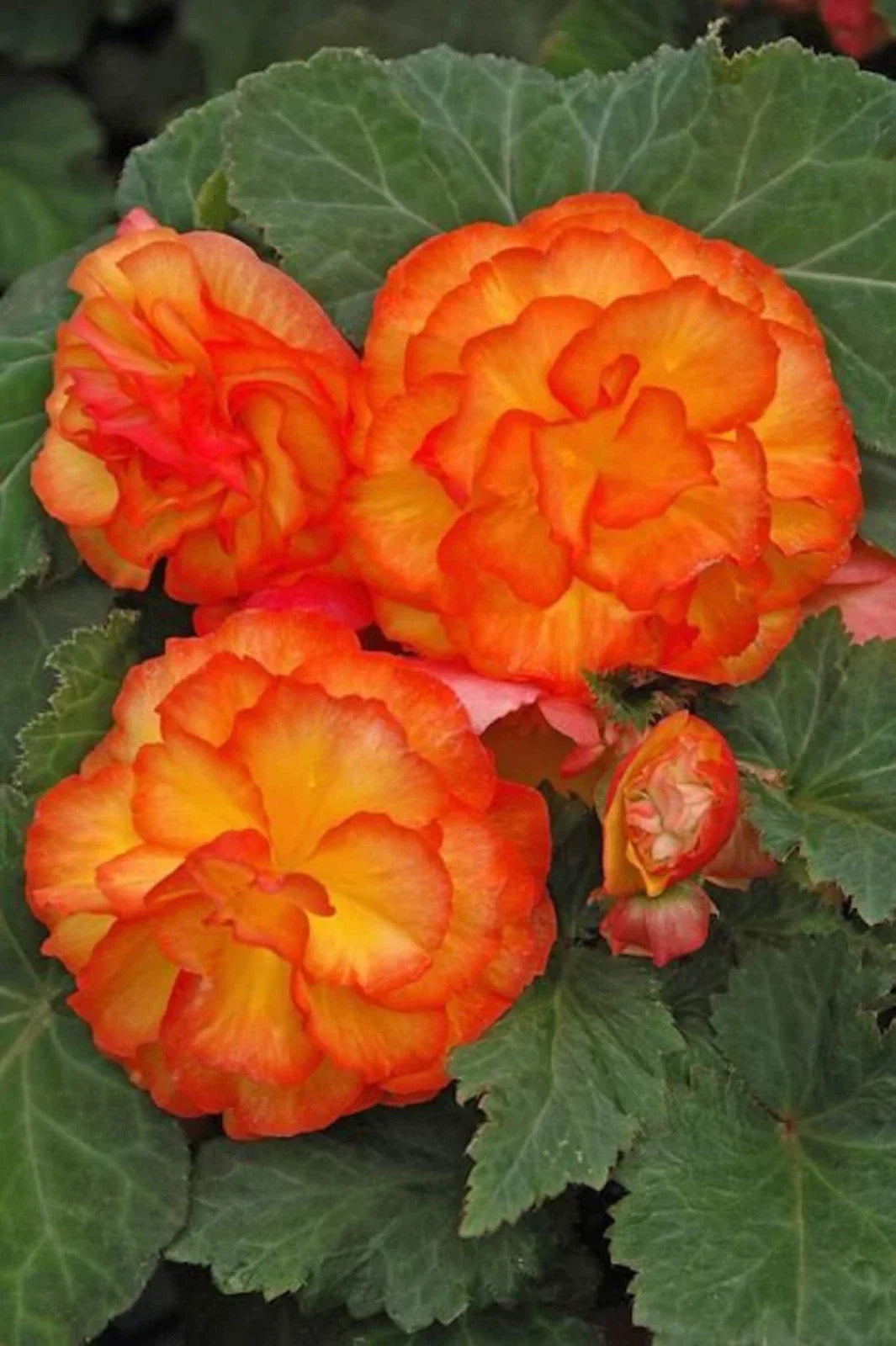 Begonia Seeds 1000 Count Nonstop Apricot Begonia x tuberhybrida Easy to Grow for Garden or Pots