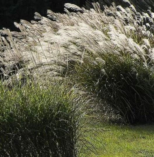 Chinese Silver Grass Seeds 100 Count Miscanthus sinensis Ornamental Grass for Garden Landscape