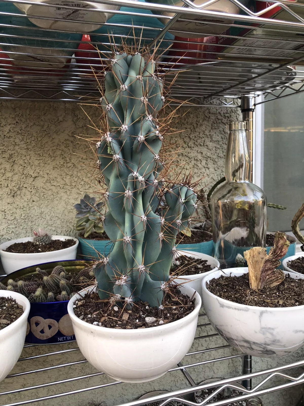 Sculptural Hardy Cactus - Cereus Monstrosus - Unique Shape, No Pot or Soil - Cereus peruvianus var. monstrosus