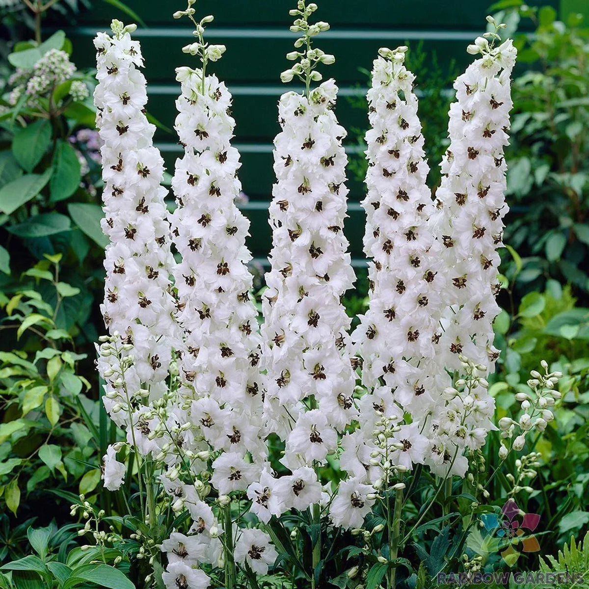 Pacific Giant Galahad Delphinium Seeds - 200+ Pack - Blue Flower - Delphinium elatum - Garden Seeds for Vibrant Flower Beds