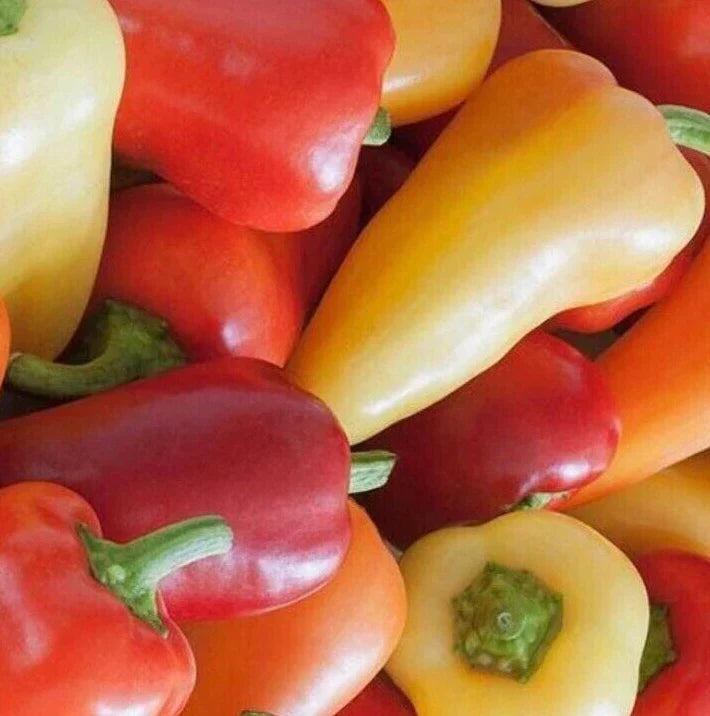 Santa Fe Hot Pepper Seeds 50+ Grande Variety | Capsicum annuum | Vegetable Garden Hot Pepper for Salsas and Sauces