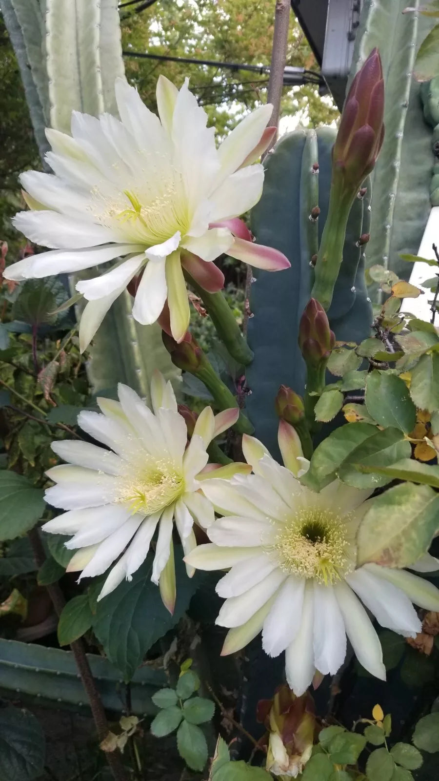 10 Inch Cactus Cutting | Succulent Variety for Propagation | Opuntia spp. | Low Maintenance Indoor Plant