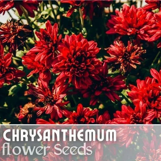 Cherry Mum Seeds - 200+ Annual Chrysanthemum Seeds - Vibrant Cherry Color - Chrysanthemum x morifolium for Gardens