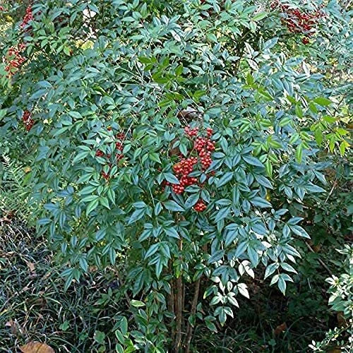 Bamboo Seeds for Planting - 100+ Count - Fast Growing Exotic - Phyllostachys spp. - Ideal for Gardens and Landscapes