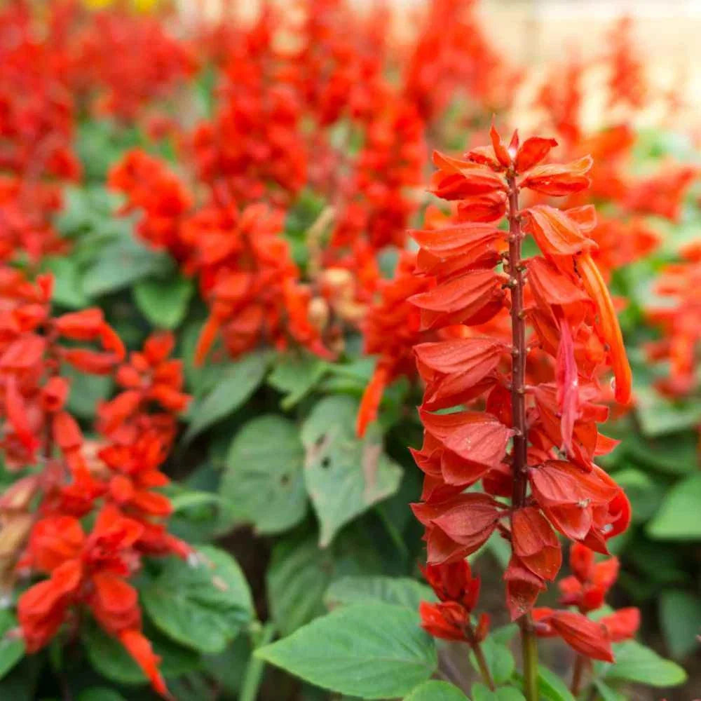 Scarlet Sage Seeds 100+ Non-GMO Perennial Salvia Coccinea - Easy to Grow Gardening Seeds for Vibrant Red Blooms