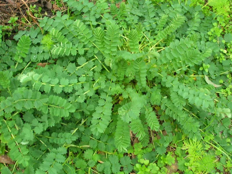 Salad Burnet Herb Seed Pack - 400+ Non-GMO Seeds - Sanguisorba minor - Culinary Garden Essential