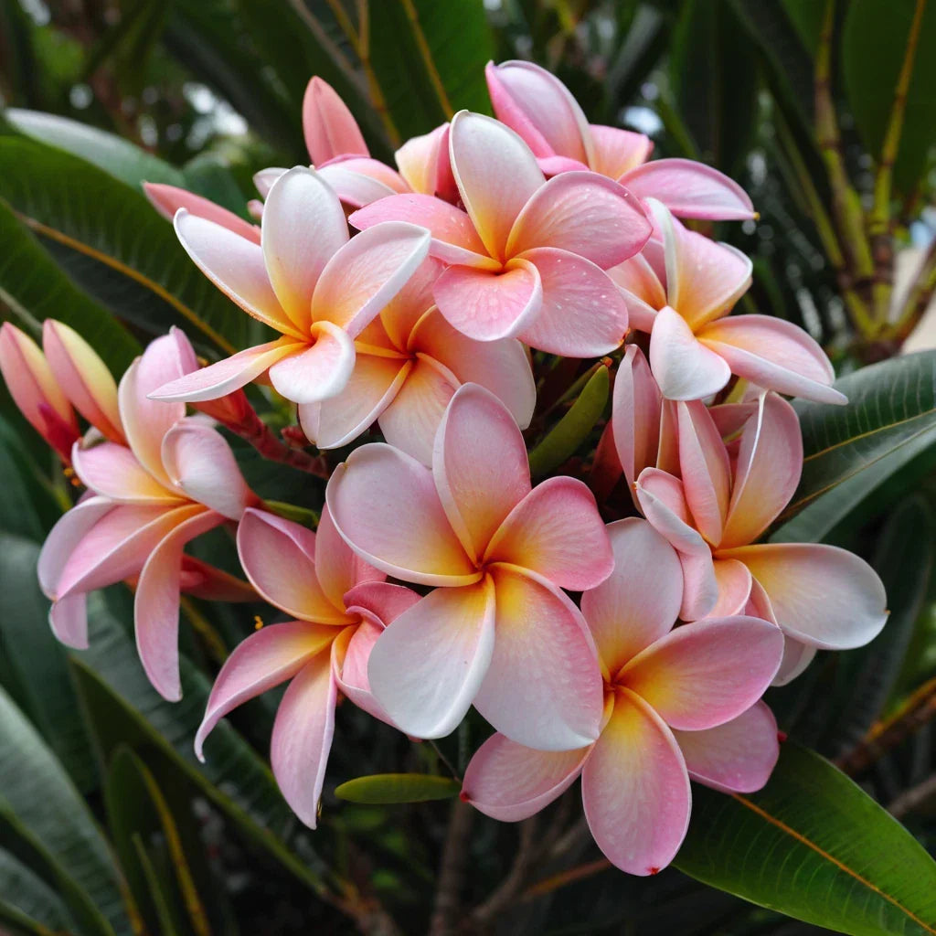Pale Pink Plumeria Seeds - 5 Hawaiian Flower Seeds - Perennial Plant (Plumeria rubra) - Tropical Garden Essential