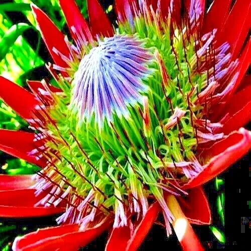 King Protea Seeds - 5 Count - Rare Exotic Plant - Protea cynaroides - Giant 12" Flowers for Stunning Garden Display