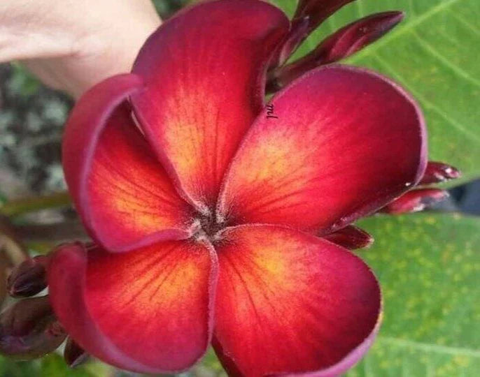 Jamaican Fire Plumeria Cutting - 3 Tip - Fragrant Red & Orange Flowers - Plumeria rubra - Ideal for Propagation and Gardening