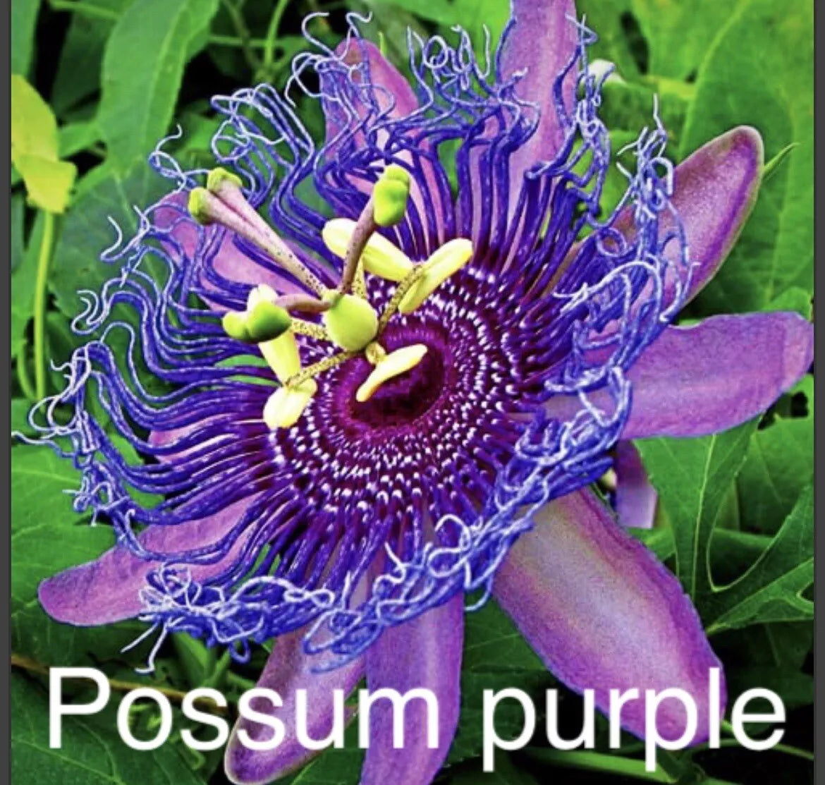 Passion Fruit Plants - 2 Live Possum Purple - Passiflora edulis - Tropical Edible Garden Plants in 4-Inch Pots