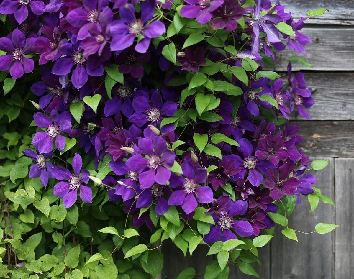 Purple Clematis Seeds - Clematis occidentalis - Perennial Flowering Vine for Garden Landscaping