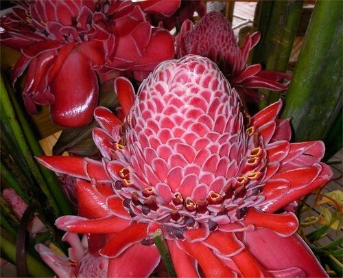 Organic Red Torch Ginger Seeds - 10 Count - Etlingera elatior - Tropical Flowering Plant for Exotic Gardens