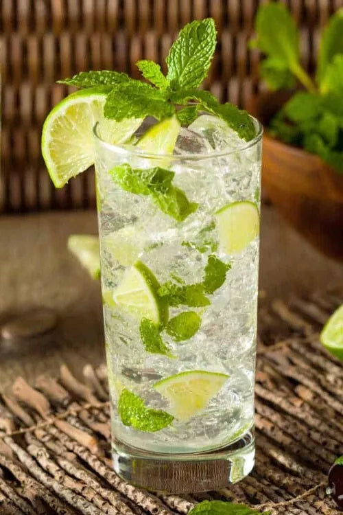 Mojito Mint Plant, Organic Culinary Herb, Fresh Mint for Cocktails, Mentha x villosa, Live Starter Plant