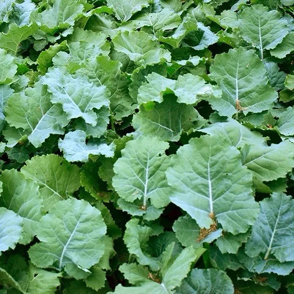 Dwarf Essex Rape Seeds 500 Count - Open-Pollinated Brassica napus - Versatile Forage & Cover Crop Seeds for USA Gardens