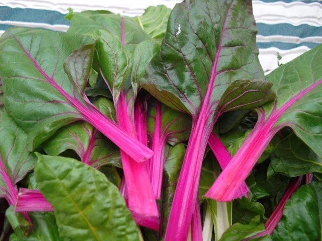 Swiss Chard Seeds - Pink Lipstick Variety - Non-GMO - Beta vulgaris subsp. cicla - 200 Premium Seeds for Gardening