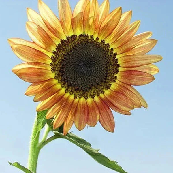 Santa Fe Sunset Sunflower Seeds - 10 Organic Seeds - Helianthus annuus - Yellow with Red Tips - Pollinator Friendly