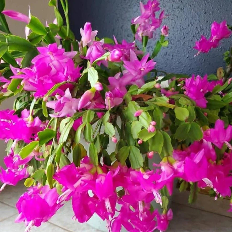 Pink Christmas Cactus Live Plants 3" Pot - Schlumbergera with Stunning Pink Blooms for Holiday Indoor Decor