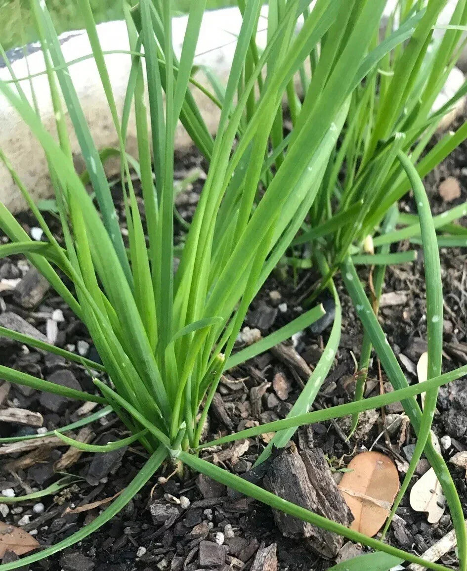 Fresh Garlic Chinese Chives Bare Roots Live Plant - Allium tuberosum - Heirloom Variety - Culinary Herb Gardening