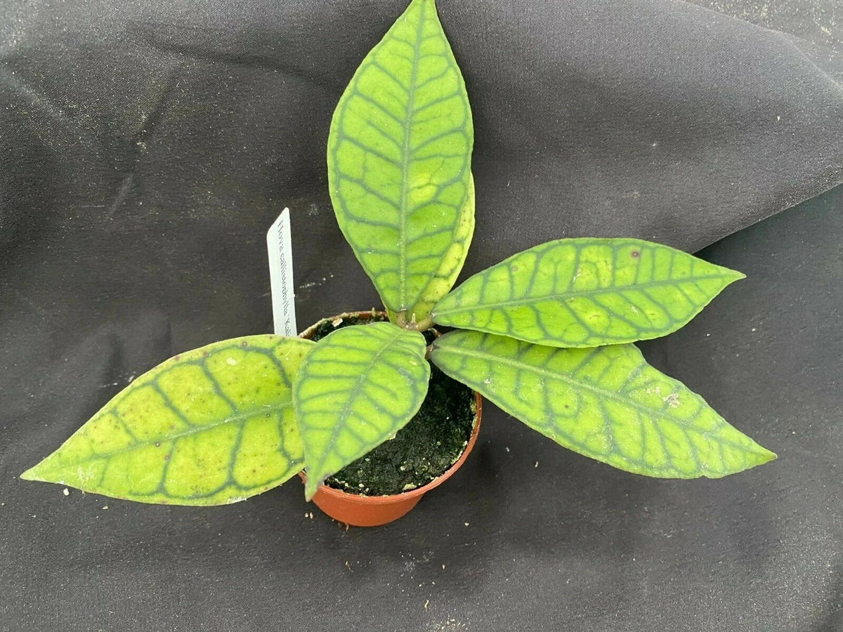 Hoya Callistophylla 'Kalimantan' Rooted Plant 3" Pot - Unique Foliage, Compact Growth, Easy Care Houseplant
