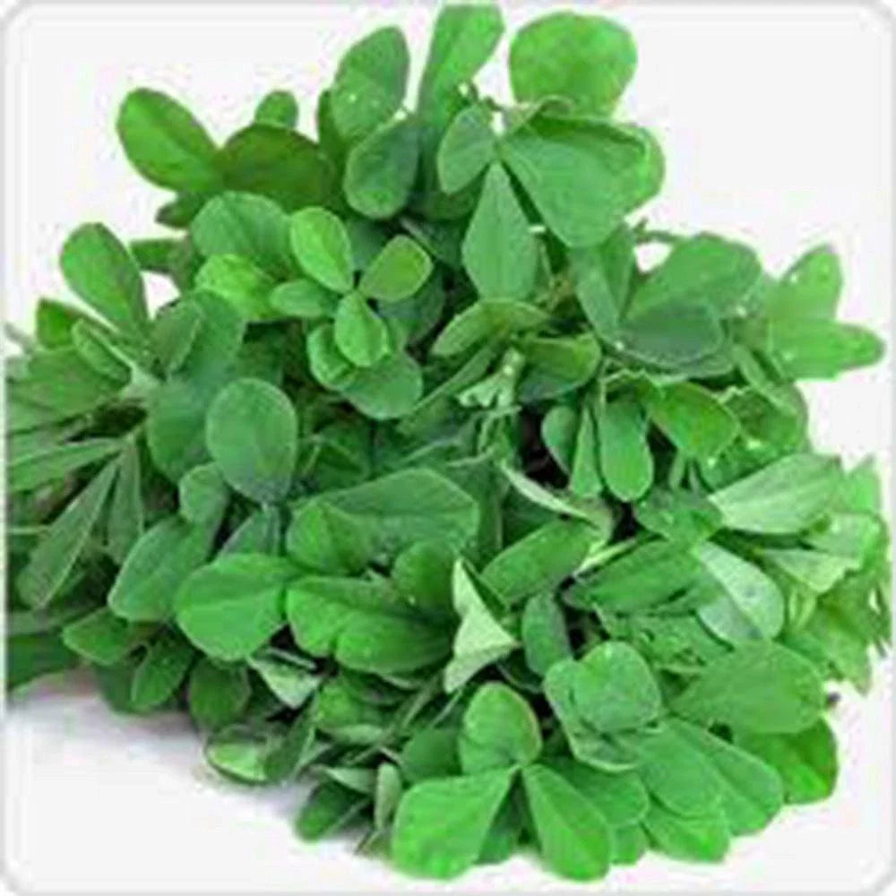 Fenugreek Herb Seeds, 100 Heirloom Non-GMO Seeds for Spice and Herb Garden, Trigonella foenum-graecum