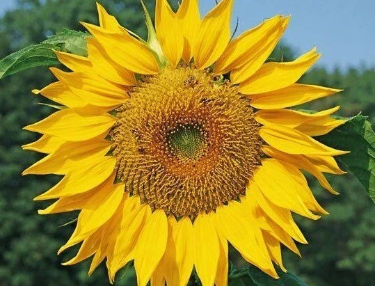 Dwarf Sunspot Sunflower Seeds 30+ Count - Helianthus annuus, Bee-Friendly Annual, Compact 2 FT Garden Plant