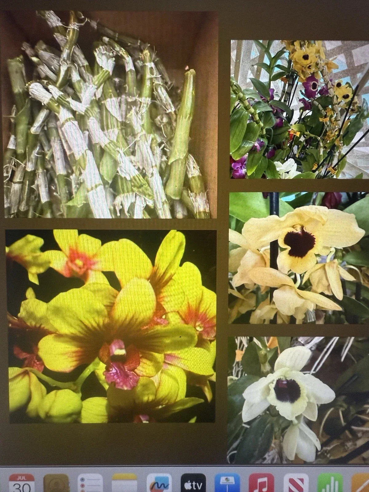 Dendrobium Orchid Stems for Propagation - 100 No Roots - Healthy Dendrobium spp. for Gardening and Floral Arrangements