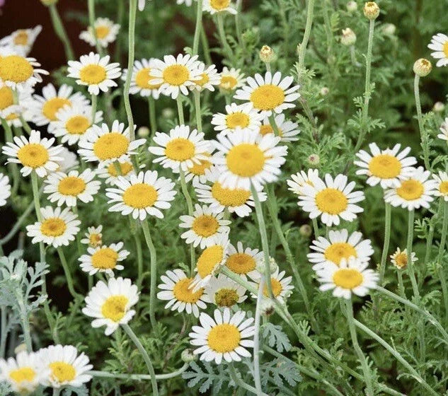 German Chamomile Seeds - 3000+ Medicinal Herb, Fragrant Groundcover - Matricaria chamomilla - USA