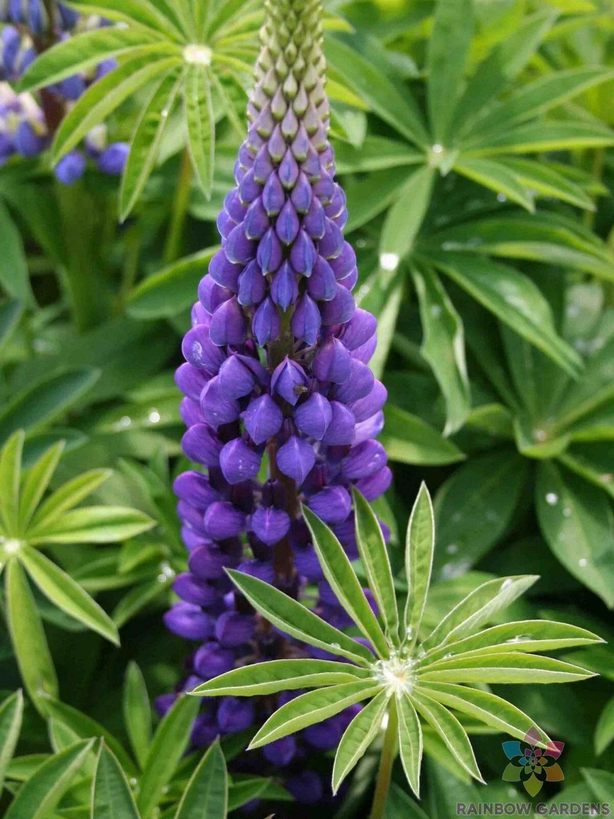 Lupine Seeds Pack - 25+ Russell Purple - Lupinus polyphyllus - Non-GMO Garden Seeds for Pollinator-Friendly Blooms