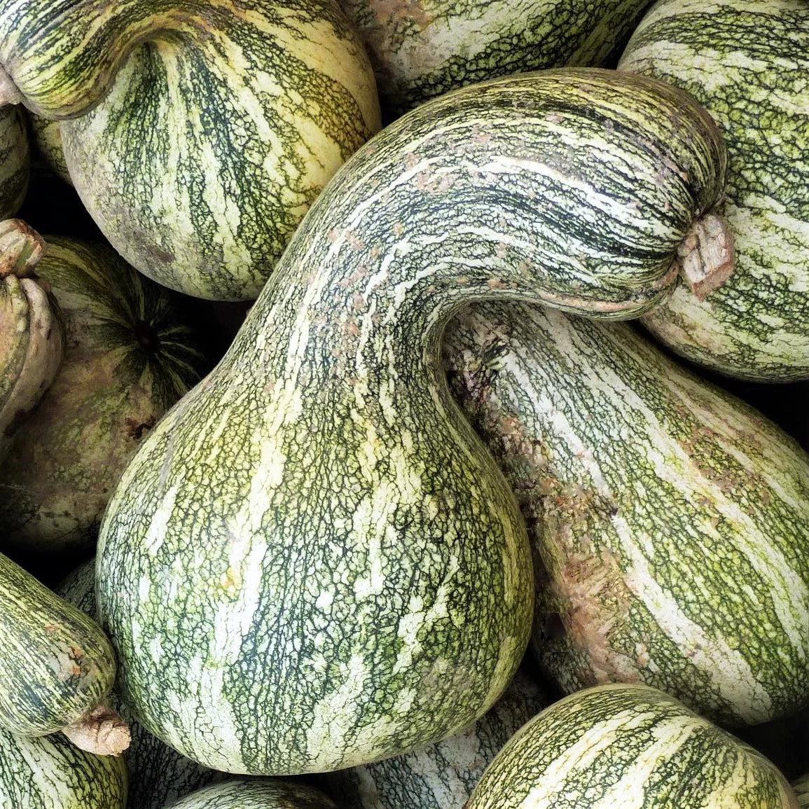 Cushaw Seeds - 20+ Count - Green Striped Variety - Cucurbita mixta - Heirloom Garden Seeds for 2025 USA Vegetable Planting