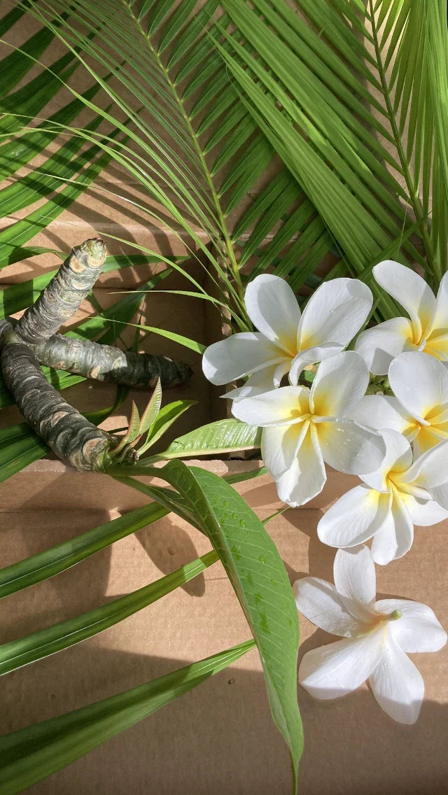 Hawaiian Plumeria Seeds - 5 Elegant Frangipani - White & Yellow Flowers - Plumeria rubra - Tropical Garden Plants