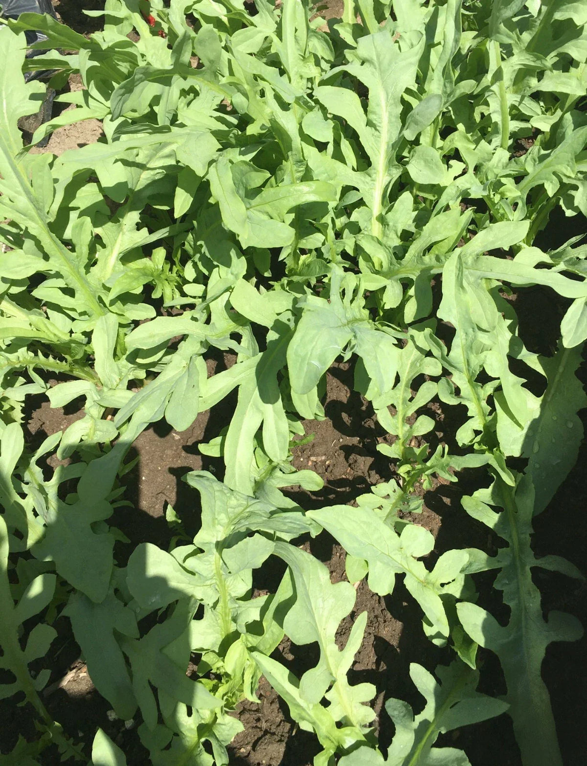 Ixeris Chinensis Seeds - 200+ Count Tian Mai Cai Bitter Vegetable - Non-GMO Edible Plant Seeds for Home Gardening