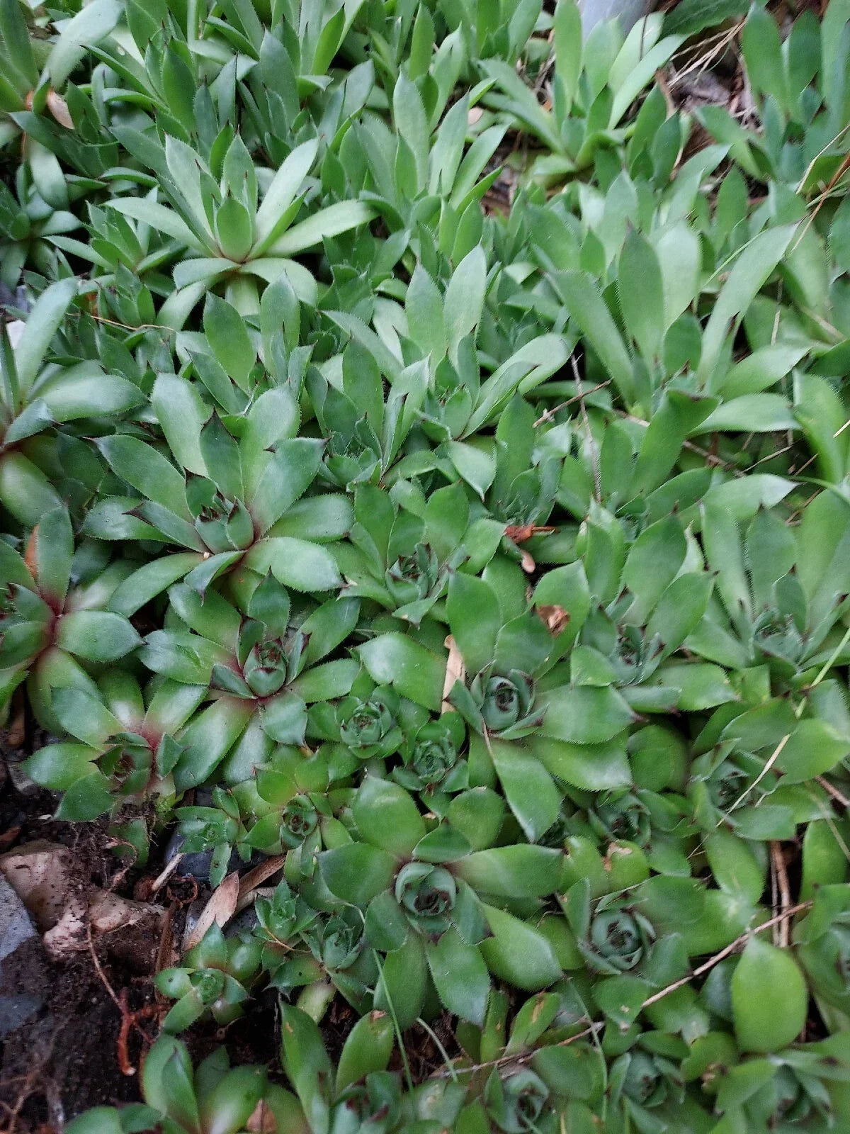 Sempervivum Succulent Plants 4+ Hens & Chickens Live Perennial Indoor Greenery Sempervivum spp.