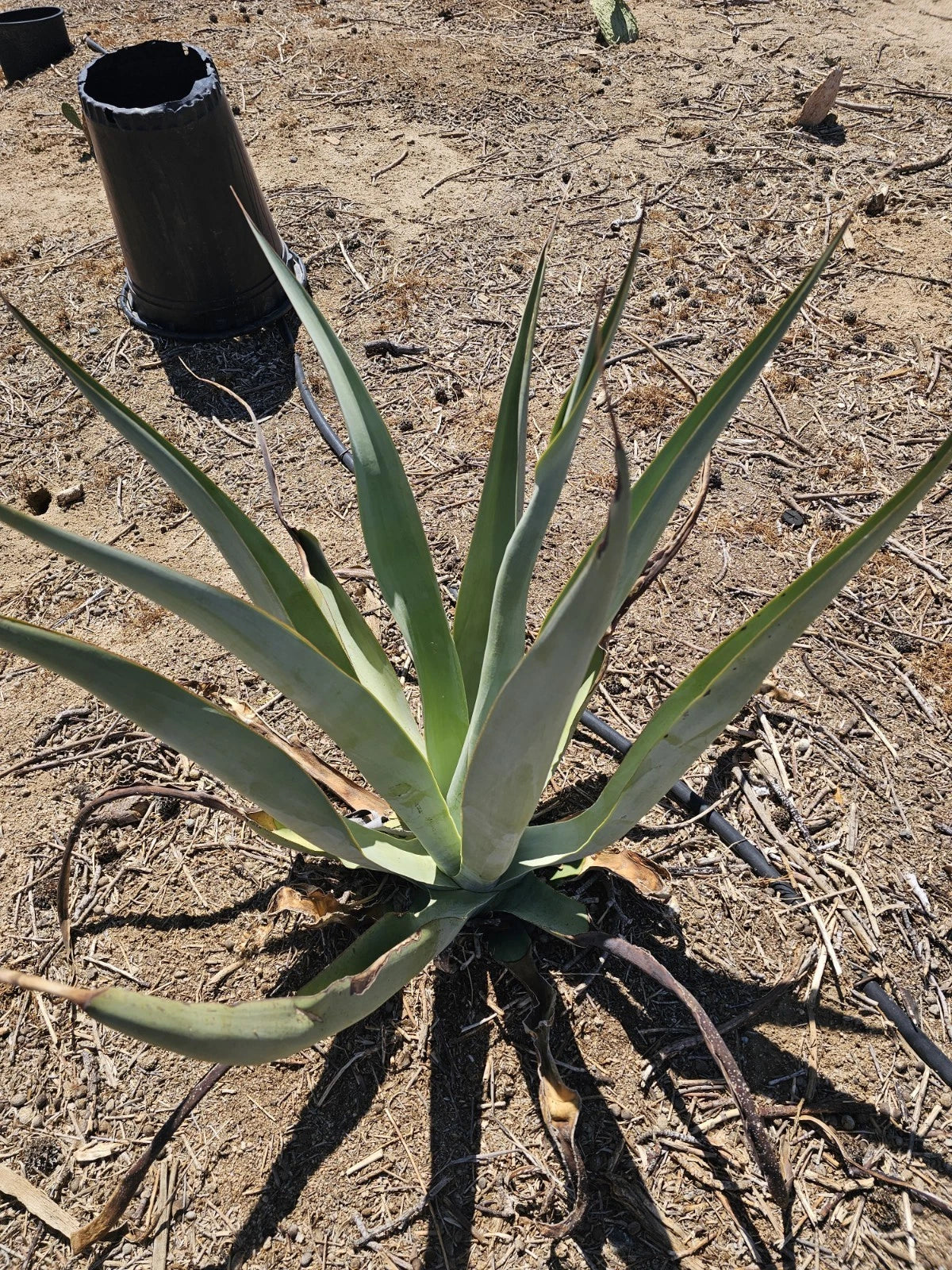 Agave Vilmoriniana Bubils 10 Pack - Amolé & Octopus Agave (Agave vilmoriniana) - 2-4.5 Inch Propagation Plants
