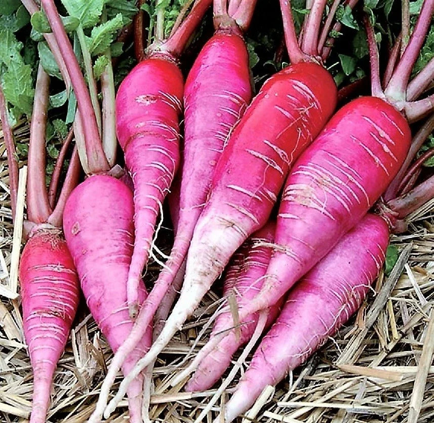 China Rose Radish Seeds - Organic Microgreens - Mild Sweet Flavor - Raphanus sativus - 301+ Seeds for Vegetable Garden