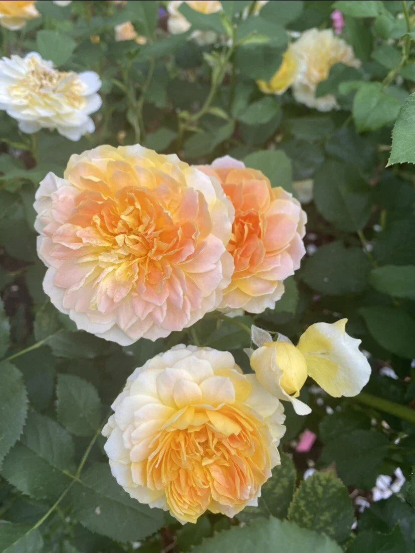 Molineux Live Rose Plant - 4" Pot - Yellow Blooms - Rosa 'Molineux' - David Austin Variety - Fragrant Garden Flower